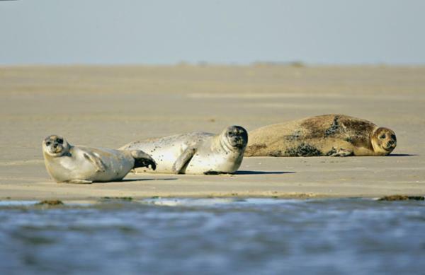 Regard Sur La Baie * Saint-Valery-sur-Somme